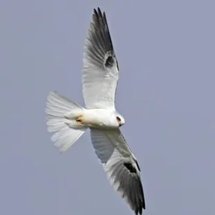 White-tailed kite... such a beautiful Raptor we get to enjoy.