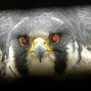 Falco P.