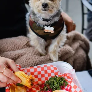 Dog enjoying tacos