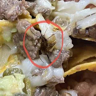 Una cucaracha en los nachos!!