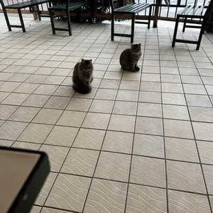 My new feline friends (love that they take care of the area cats!)