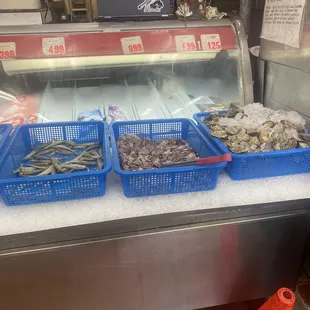 Oysters  baby octopus  and sardines