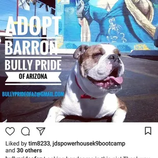 Adoptable Bulldog Barron enjoying El Pacifico.