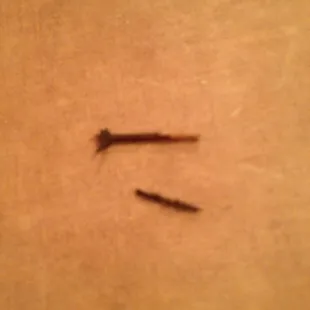 My daughter found in her taco and burrito. What is this?