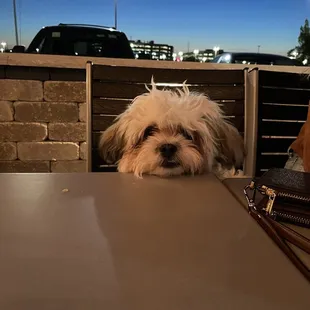 Rosie! They allowed us to have our puppy sit with us on patio. Yay !