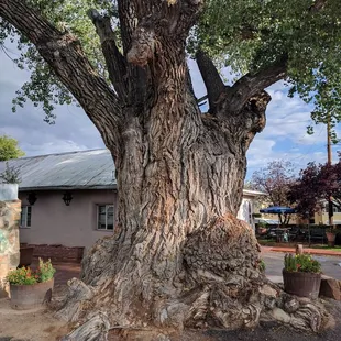 Huge tree near parking