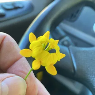 a hand holding a small yellow flower