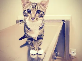 Willowbend Animal Hospital