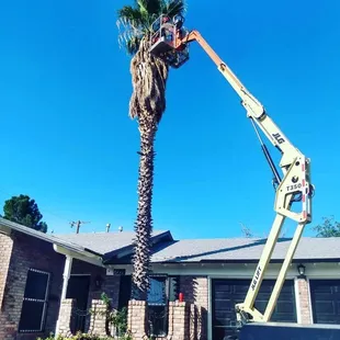 Full Palm Tree Removal