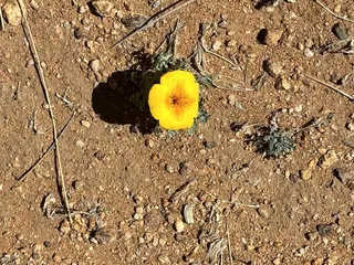 National Border Patrol Museum & Memorial Library