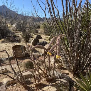 An example of some of the plants that live in El Paso with the mountains in the background.