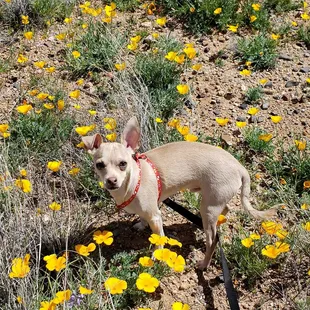 Lost in the poppies!