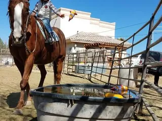 Rancho Escondido Therapeutic Riding