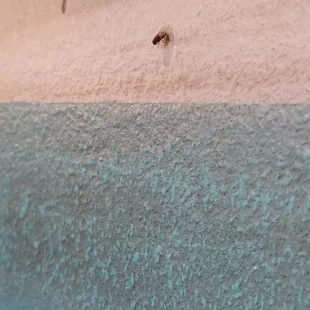 Bug on wall!