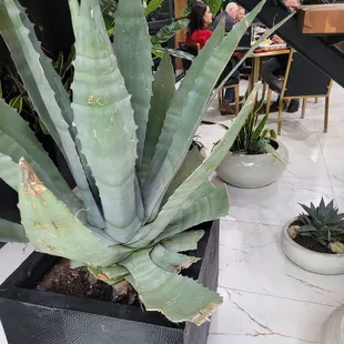 Cacti and succulents decorating the downstairs area.