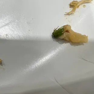 Insect