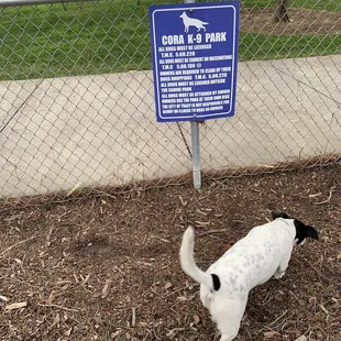 The best boy in the doggie world