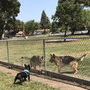 Cooper getting to know the big dogs through the fence that separates the small and large dog park