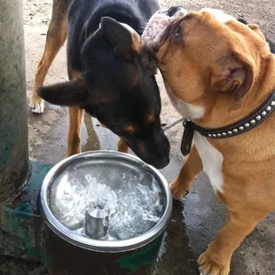 Cortez made a friend at the dog park water fountain today