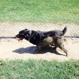 Beware of mud puddles on hot days. You have been warned.