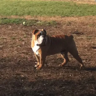 Cortez standing handsome at the park