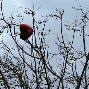 My son&apos;s balloon trapped by branch of a tree in front of the restaurant