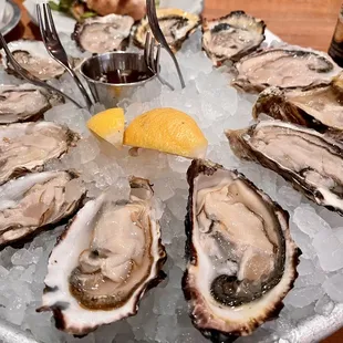 Oysters