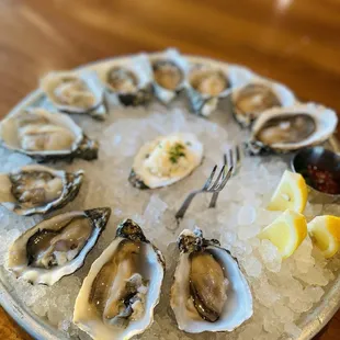 12 oysters