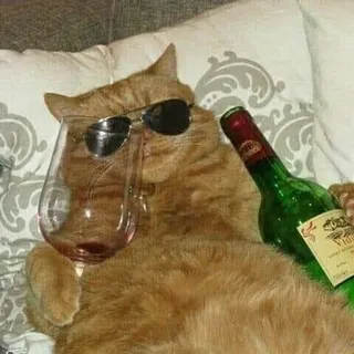 Ali H.