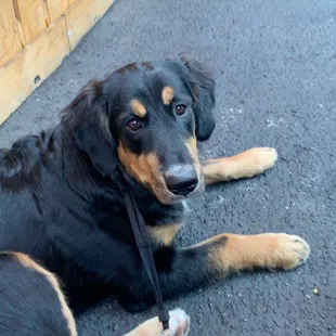 Oakley sitting outside by our table