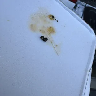 Fly cut in half you can the egg inside of it.