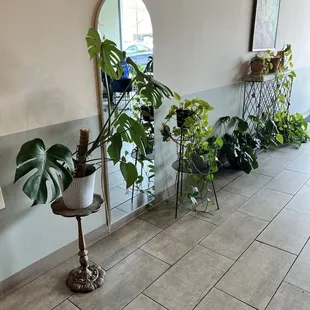 living plants is always the right touch