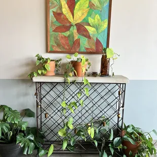 lovely plants