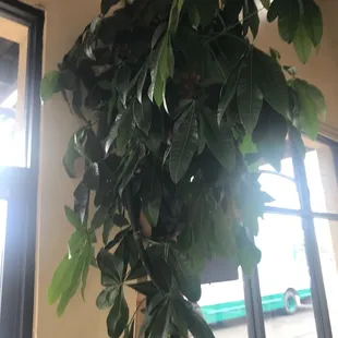 Tall plants by entry s side door