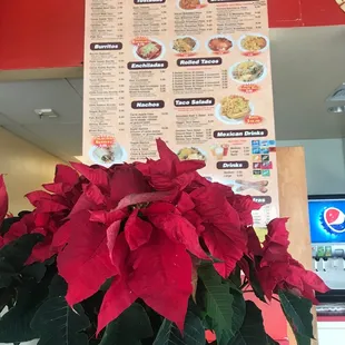Holiday plant with Mexican heritage renamed pointsettia after us admiral google real history of  ancient plant