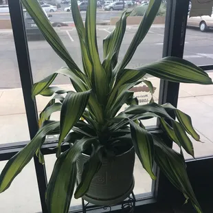 Many healthy plants in dining area