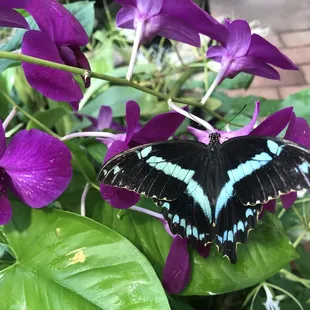 Butterfly Pavilion at the Desert Botanical Gardens