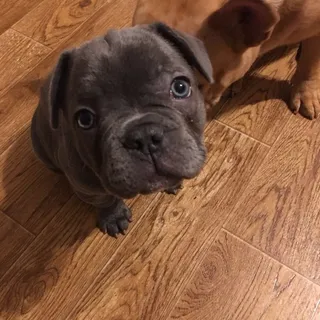 Ari E.