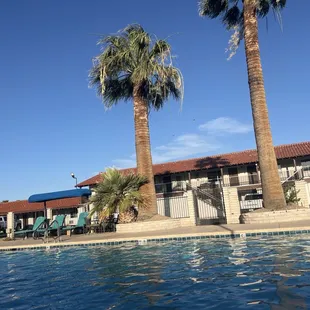 Pool and palm trees