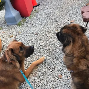 two dogs looking at each other