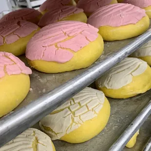 pan dulce getting ready to be baked. (conchas)