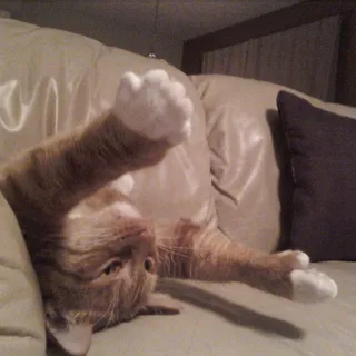 Kitty G.