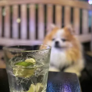 Hella generous pour of Hendricks...until I spilled the entire glass. = / ($10 cc minimum + dog-friendly patio)