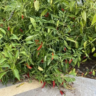 Serrano Pepper plants grow wild outside their place.