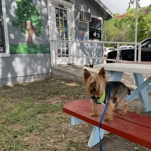 Dog friendly, and SHADY