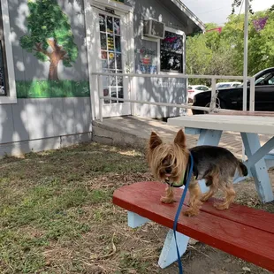a small dog on a leash on a bench