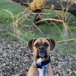 This is Beau. He likes El Rosal.