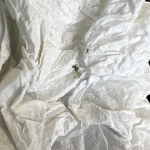 The bug that crawled out of my plate