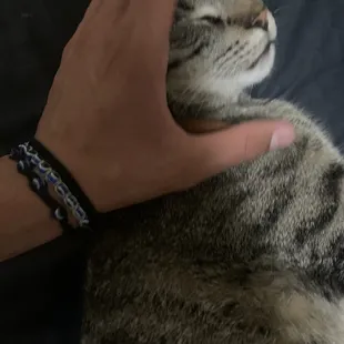 chicken meow meow