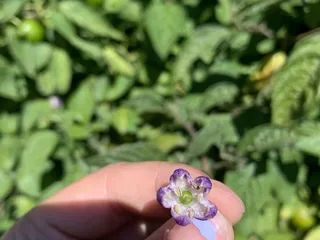 Cloverfield Organic Farm